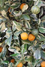              Sun leaves (Riverside, CA)       