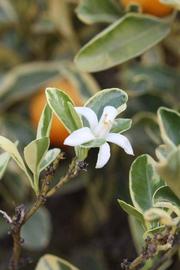              Flower (Riverside, CA)       