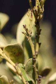              First year twig (Riverside, CA)       