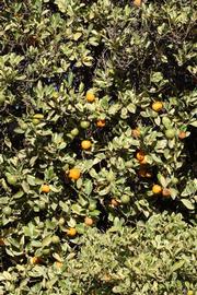            Habit (Riverside, CA)   