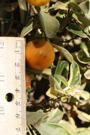            Fruit (Riverside, CA)   