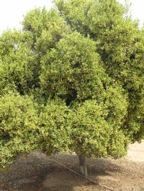            Habit (Riverside, CA)   