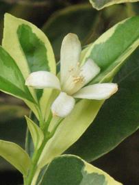              Flower (Riverside, CA)       