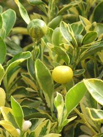              Sun leaves (Riverside, CA)       