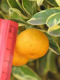            Fruit (Riverside, CA)   