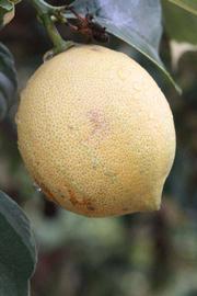              Fruit (Riverside, CA)       