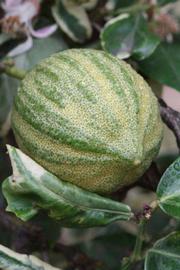              Fruit (Riverside, CA)       