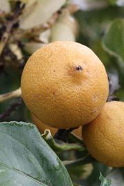              Fruit (Riverside, CA)       