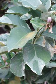              Sun leaves (Riverside, CA)       