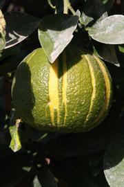            Fruit (Riverside, CA)   