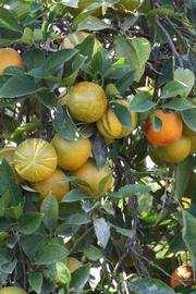            Fruit (Riverside, CA)   