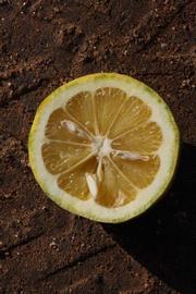            Fruit cross-section (Riverside, CA)   