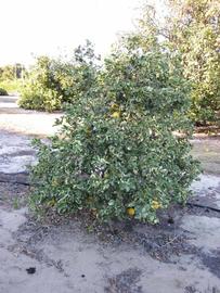              Habit (Winter Haven, FL)       