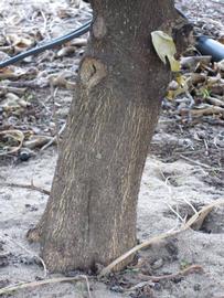              Bark (Winter Haven, FL)       