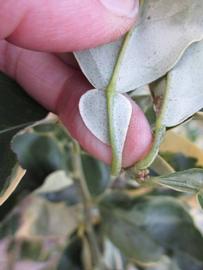              Petiole (Winter Haven, FL)       