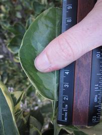              Unifoliolate leaf (Winter Haven, FL)       