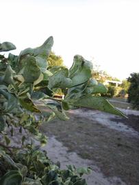            Sun leaves (Winter Haven, FL)   