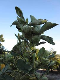            Sun leaves (Winter Haven, FL)   