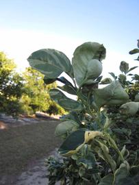           Sun leaves (Winter Haven, FL)   