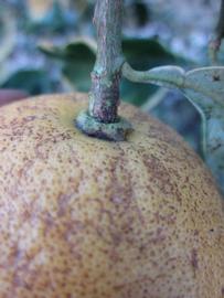            Fruit (Winter Haven, FL)   