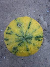            Fruit (Winter Haven, FL)   