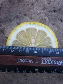            Fruit cross-section (Winter Haven, FL)   