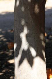            Bark (Riverside, CA)   