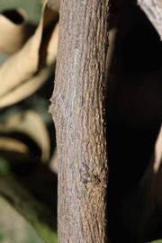              Second - third year twig (Riverside, CA)       