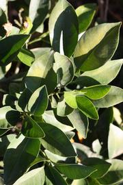              Sun leaves (Riverside, CA)       