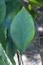              Unifoliolate leaf (Riverside, CA)       