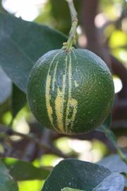            Fruit (Riverside, CA)   