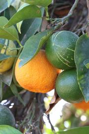            Fruit (Riverside, CA)   