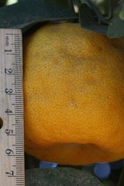            Fruit (Riverside, CA)   