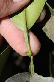              Petiole (Riverside, CA)       