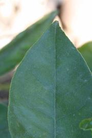              Margin (Riverside, CA)       