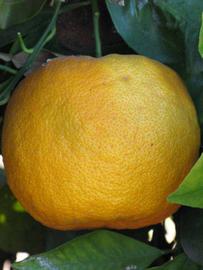            Fruit (Riverside, CA)   