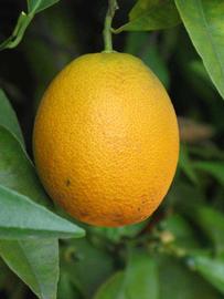              Fruit (Verna, Riverside, CA)       