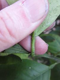              Petiole (Winter Haven, FL)       