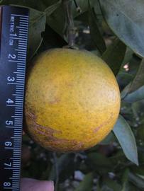            Fruit (Winter Haven, FL)   