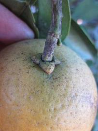            Fruit (Winter Haven, FL)   