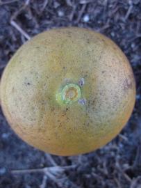            Fruit (Winter Haven, FL)   