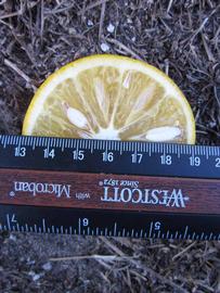            Fruit cross-section (Winter Haven, FL)   