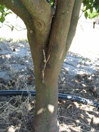              Bark (Winter Haven, FL)       