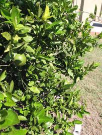              Sun leaves (Winter Haven, FL)       