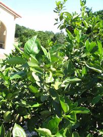              Sun leaves (Winter Haven, FL)       