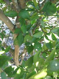              Shade leaves (Winter Haven, FL)       