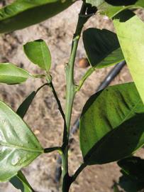              First year twig (Winter Haven, FL)       