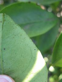              Margin (Winter Haven, FL)       