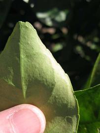              Margin (Winter Haven, FL)       