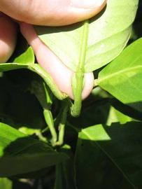              Petiole (Winter Haven, FL)       